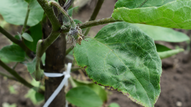 Auberginenblüten fallen ab, bevor Früchte entstehen? Ursachen und wirksame Lösungen