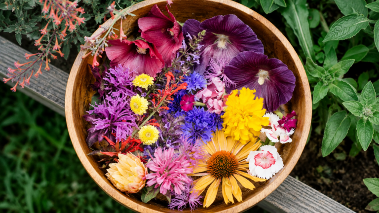 Essbare Blüten: Diese Blumen bringen Farbe und überraschende Aromen auf Ihren Teller