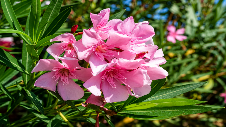 Oleander – Jak Sadzić, Przycinać i Pielęgnować, Aby Pięknie Kwitł