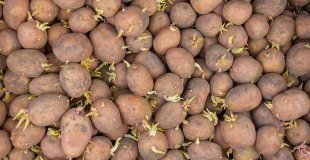 Kartoffeln richtig ernten und als Pflanzkartoffeln für das nächste Frühjahr aufbewahren