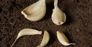 Knoblauch aus dem Supermarkt pflanzen – lohnt sich das wirklich?